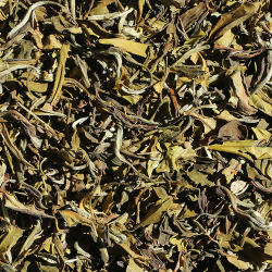 Hvid Darjeeling te SFTFOP1 Balasun EX17
